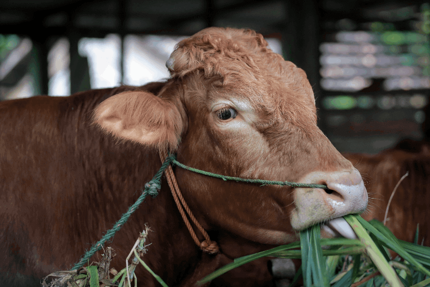 Why Muslims Give Qurbani 3 file 1295 9a4a1 min