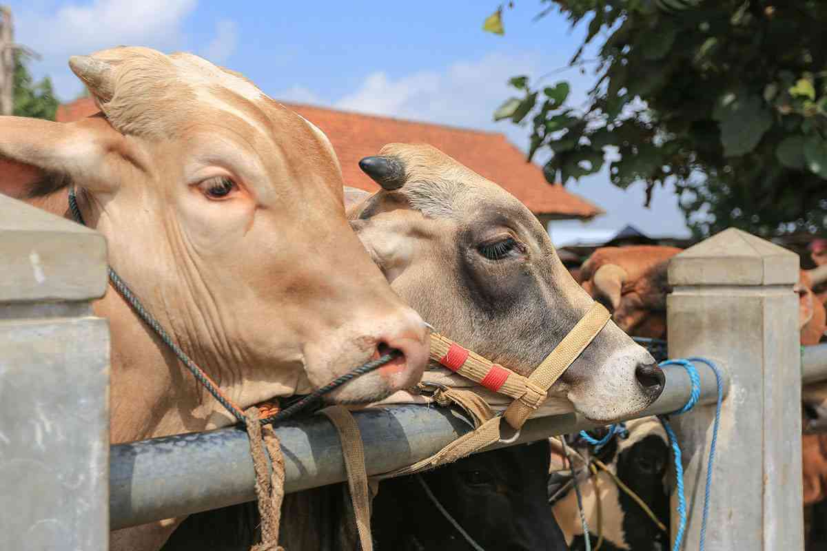 Who is Qurbani Compulsory on? 15 file 1248 5df7f8fd080914e0c0140fcebc0050be 11zon